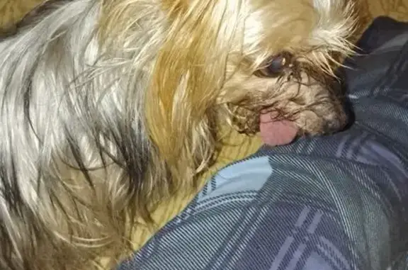 Собака найдена, ул. Немцова, 5, Тула