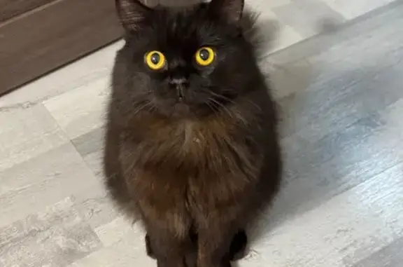 Кошка найдена: Солнечный бульвар, 4 к1