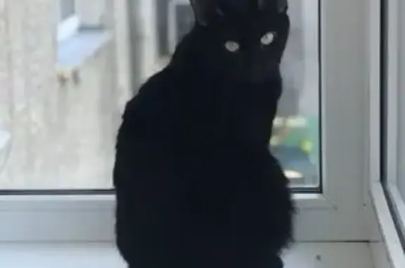 Пропала кошка, ул. 12 Декабря, 53, Ростов