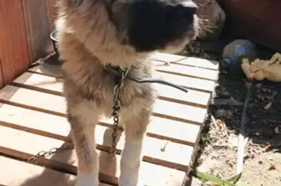 Пропала собака, ул. Большая Ордынка, 1