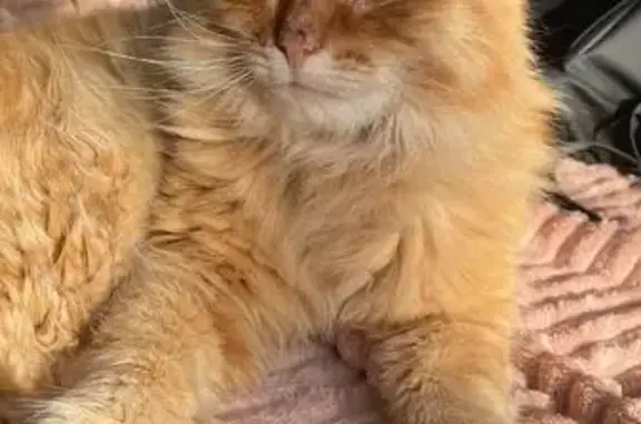 Ласковая кошка найдена в Аржаново, НО