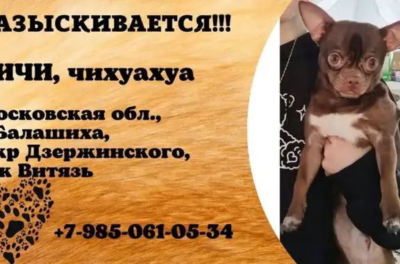 Пропала собака, МО, белая грудка