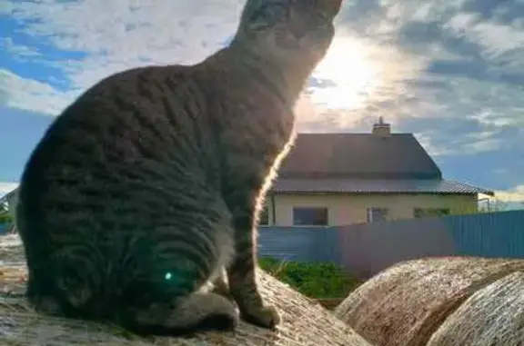 Пропала кошка, ул. Мичурина, 22, Арамиль