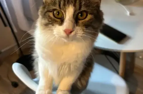 Пропала кошка, Ивантеевская ул., 32 к2