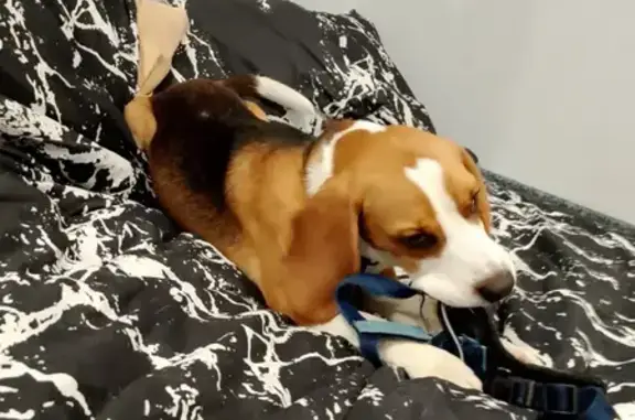 Пропала собака, ул. Семашко 15, Ярославль