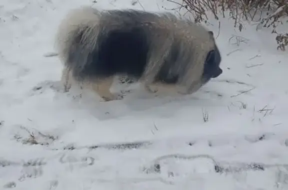 Найдена собака, Томск, фото: Серый шпиц найден на Ивана Черных, 48