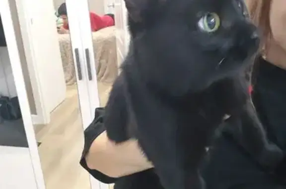 Найдена кошка, Ульяновск, фото: Найдена кошка, Юго-Западная ул., 1, Ульяновск