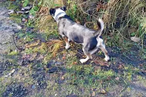 Найдена собака, Антоновка Кп, фото: Собака в Антоновке, Волоколамское ш.