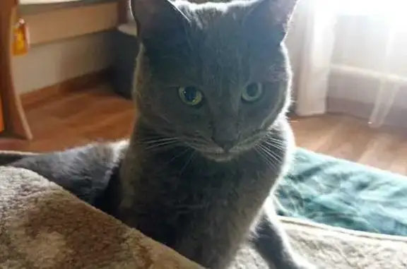 Кошки потеряшки, Зеленодольск, фото: Потеряшка кошка, Осипенко 90, Зеленодольск