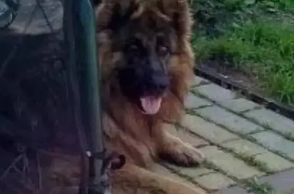 Пропала овчарка Ярик, 15Н-249, Стяжное