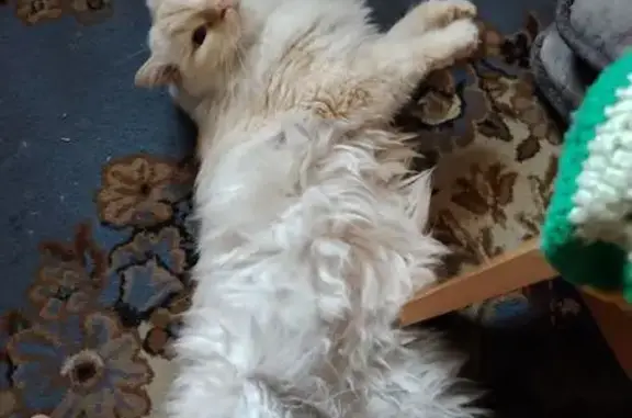 Пропала кошка, Кызыл, Республика Тыва