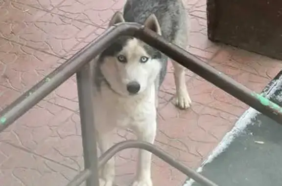 Найдена собака, Новосибирск, фото: Хаски найден в Новосибирске, ул. 1