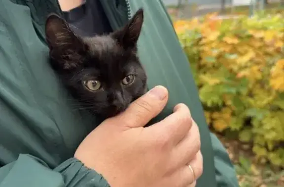 Пропал котёнок, ул. Ленинского Комс., 76