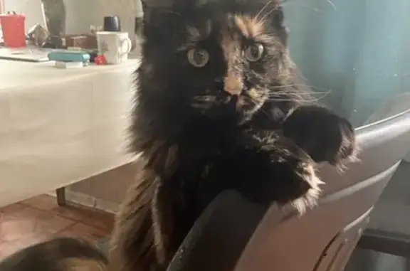 Кошки потеряшки, Санкт-Петербург, фото: Потеряшка кошка, Богатырский пр. 25 к4