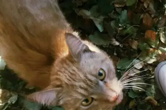 Найдена кошка, Абакан, фото: Найдена кошка, ул. Бограда, Абакан