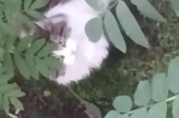 Найденные животные Петрозаводск, фото: Кошка найдена у Советской, 7, Петрозаводск