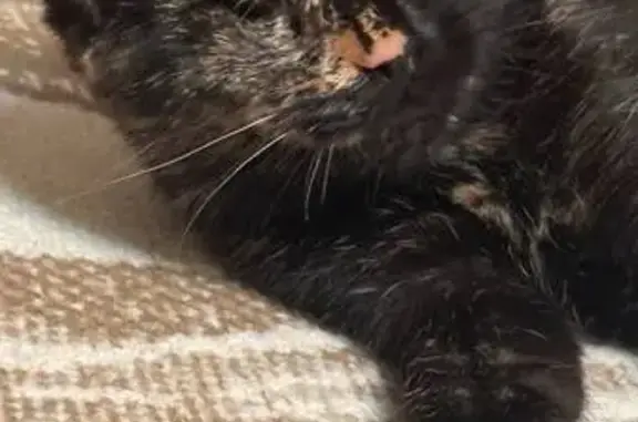 Пропала кошка, ул. Гагарина 19/2, Железногорск