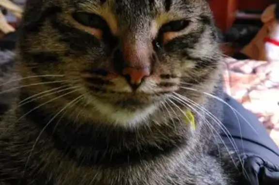 Пропала кошка, Крестовая ул., Рыбинск