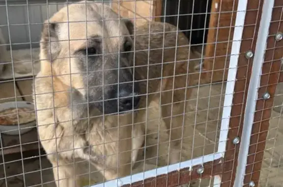 Алабай девочка найдена, Череповецкая 92/2