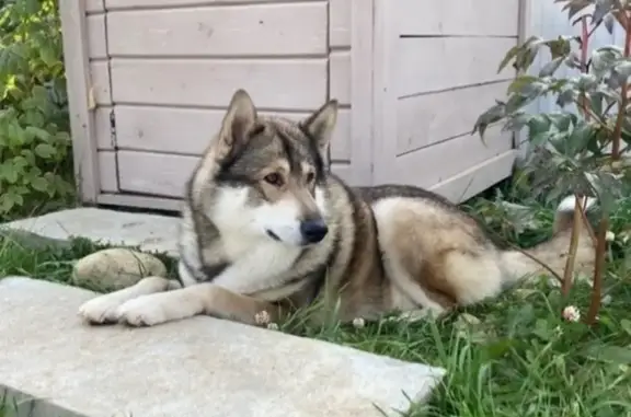 Собаки потеряшки, Снегири, фото: Потеряшка лайка, Московская ул. 26, Снегири