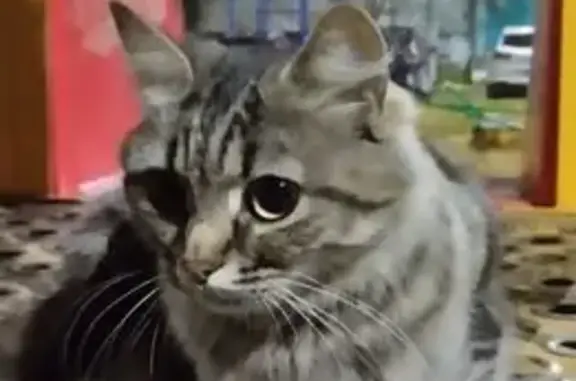 Объявления о пропавших и найденных животных, Новомосковск, фото: Кошка найдена: Рязанское шоссе, 9, Новомосковск