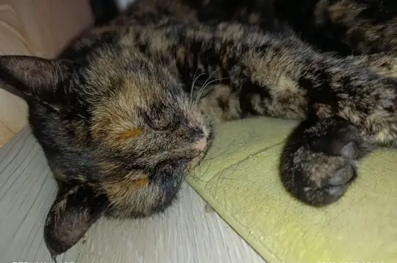 Найдена кошка, Ульяновск, фото: Кошка найдена: ул. Гафурова, 30, Ульяновск