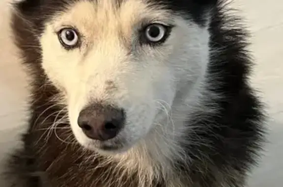 Собаки потеряшки, Иркутск, фото: Потеряшка собака, Казачий пер., 3, Иркутск