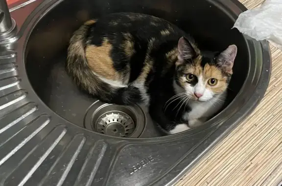 Пропала кошка, Волгоград, 30-летия Победы, 17Д