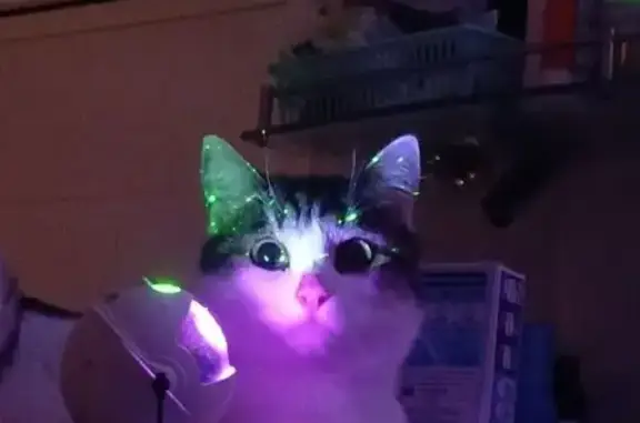 Пропал кот Саймон, Помяловского 6А