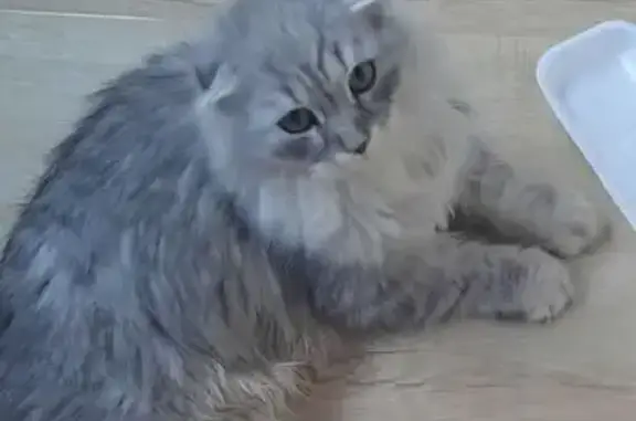 Найдена кошка, Курск, фото: Кошка найдена: ул. Комарова, 25, Курск