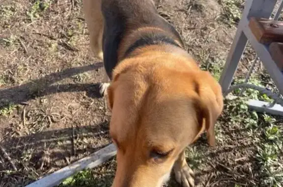 Найдена собака, Белгородская область, фото: Собака найдена в Севрюково, Белгород.