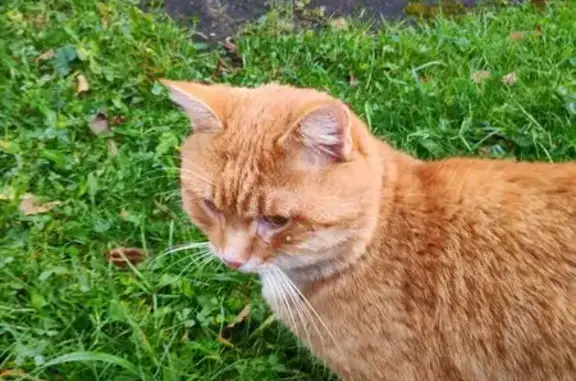 Найдена кошка, Королёв, фото: Рыжий кот найден: Советская ул. 4, Королёв
