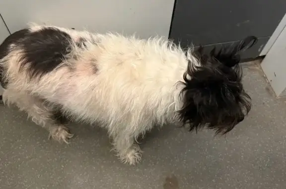 Найдена собака в лифте, ул. Мира 48