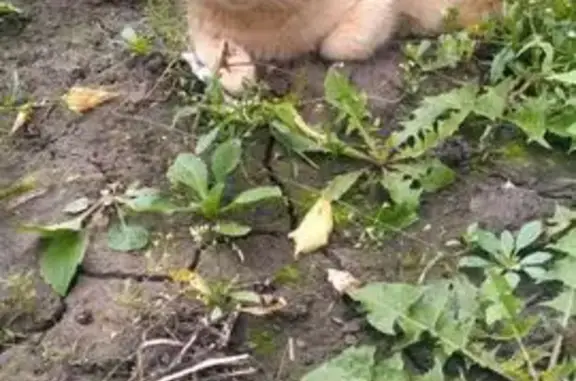 Кошки потеряшки, Новомосковск, фото: Потеряшка котик, пр. Победы, 11, Новомосковск