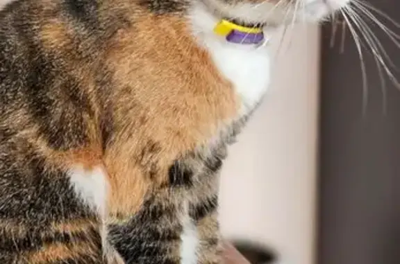 Пропала кошка, ул. Ровио 15, Петрозаводск