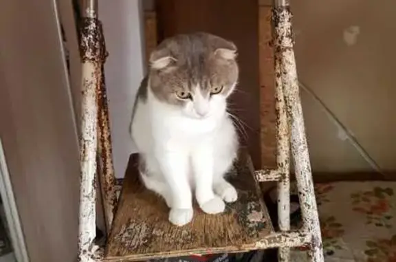 Пропал серый кот, Ижевск, Удмуртия