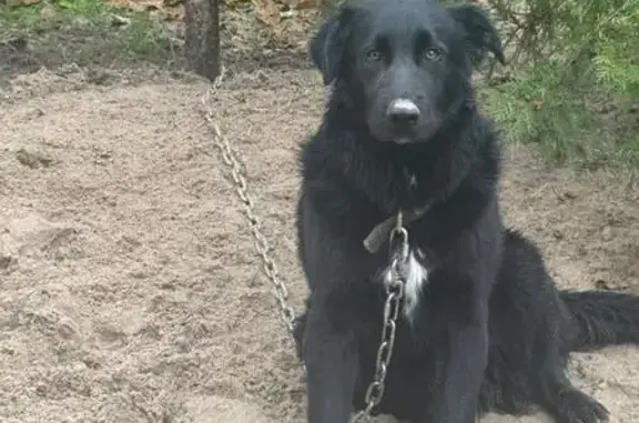 Найдена собака, ул. Левитана, 22