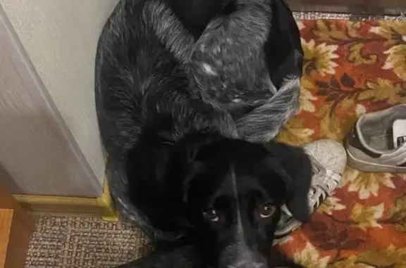 Пропала собака, ул. Металлургов, 10, Череповец