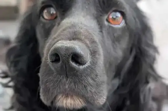 Найдена собака, Дейское, фото: Спаниель найден в Дейском, Кабардино-Балкария