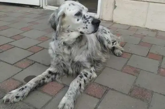 Найдена собака, Анапа, фото: Собака найдена: Астраханская ул., 75, Анапа