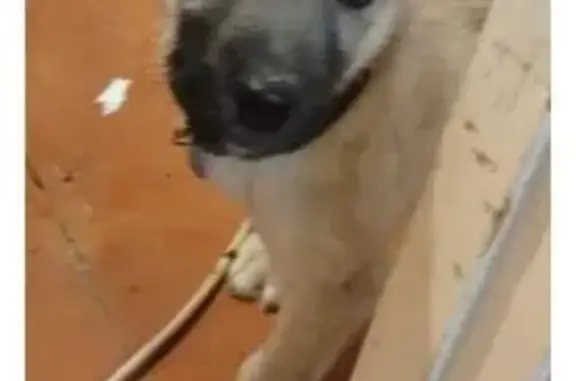 Пропала собака, Шоя-Кузнецово, Марий Эл