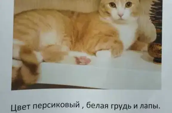 Пропала кошка, 16-я Аллея, Кубовинский