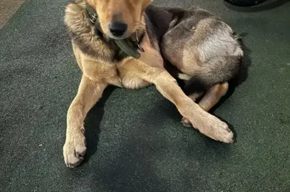 Найдена собака, Владивосток, фото: Собака найдена на Третья 7, Владивосток