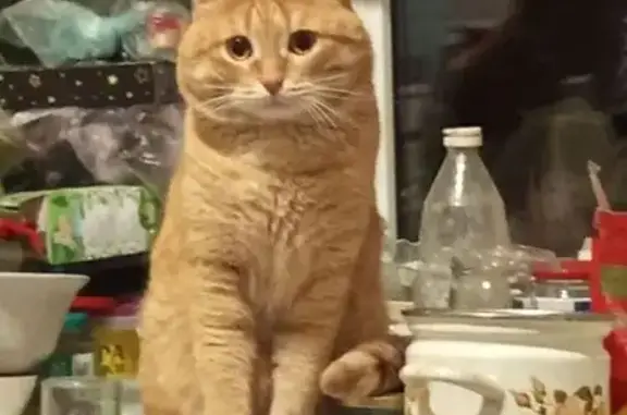 Пропала кошка, ул. Кузнецова 30, Волгоград