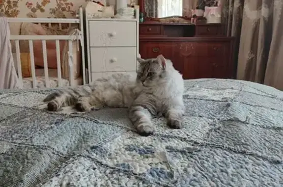 Кошки потеряшки, Орехово-Зуево, фото: Потеряшка кошка у дома 6, ул. Козлова, Орехово-Зуево