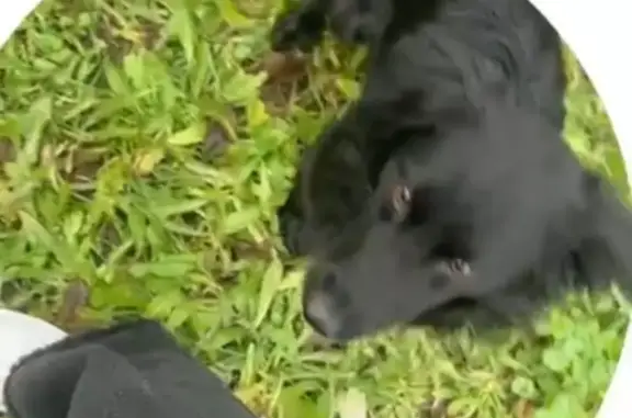 Собака найдена: Совхозная ул., 33