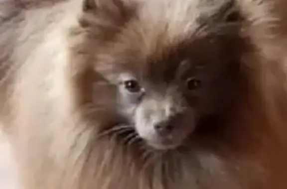 Пропал мини шпиц: Ростов-на-Дону