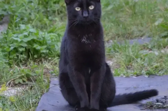 Пропал черный кот, Халтурина 2, Малаховка