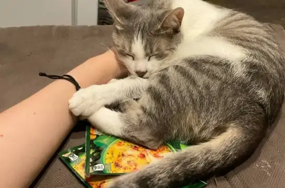 Пропала кошка, Английская ул. 2, Кудрово