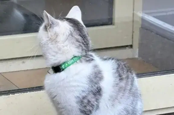 Найдена кошка, Самара, фото: Кошка найдена: Молодогвардейская 146А